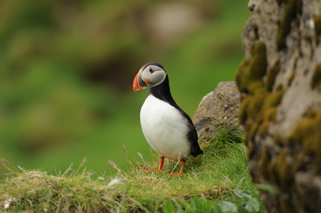 Puffin.JPG