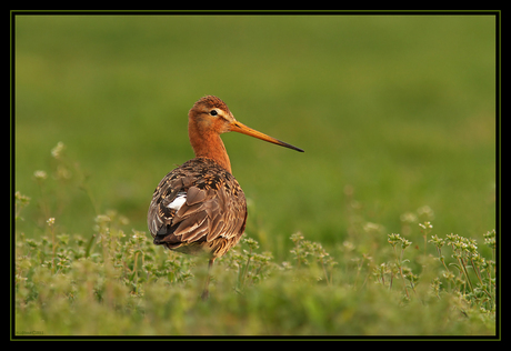 Grutto in gras