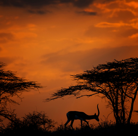 Zonsondergang Shaba NP ( Kenia )