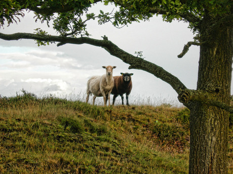 schapen van de Kale Duinen