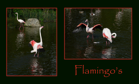 Flamingo's