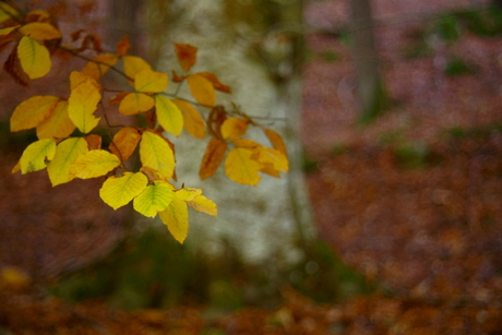 Vintage Autumn