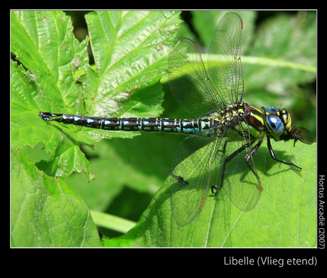 Vlieg etende Libelle, Hortus Arcadië