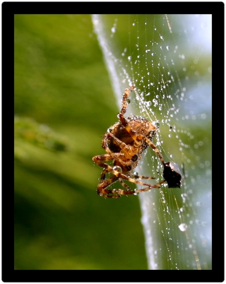 spinnen fobie!! ik niet