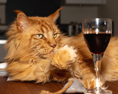 Cats and wine makes everything fine...