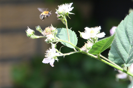 flying bumblebee