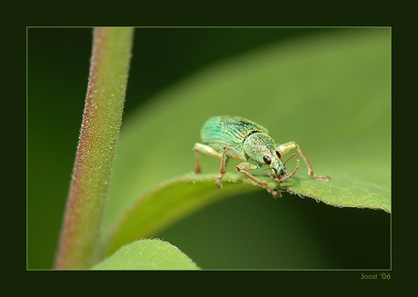 Groene bladsnuitkever 2