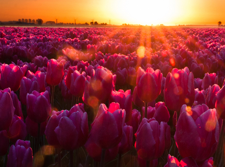 Tulipfield sunrise