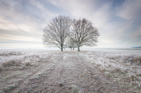 Winters landschap Dwingelderveld