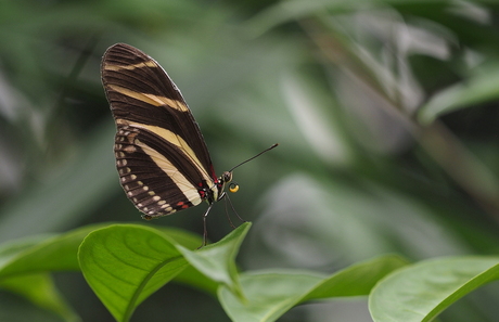 Heliconius Charitonius