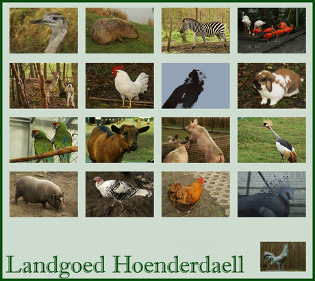 Hoenderdaell