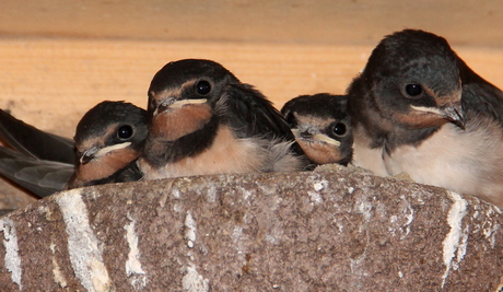zwaluwtjes