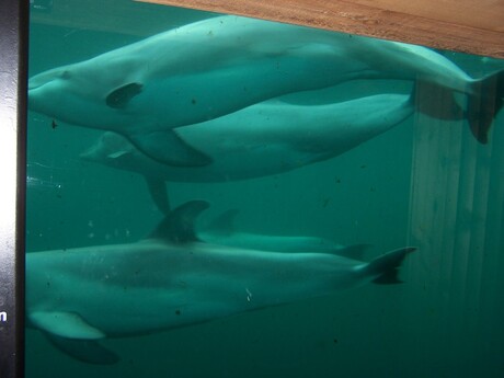 Dolfijnen @ dolfinarium