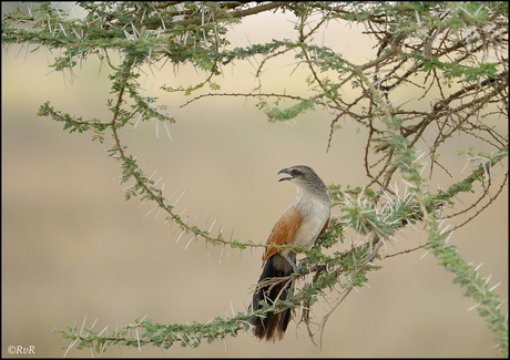 White-browed coucal