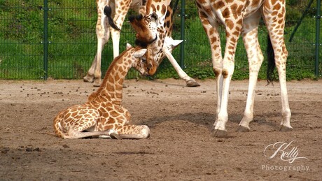 Giraffe baby