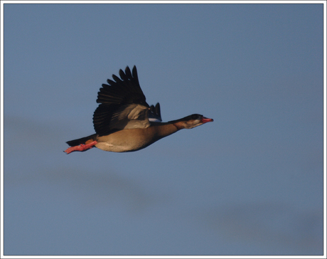 Gans ter lucht