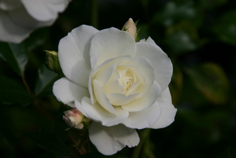 White rose at the Stoepa