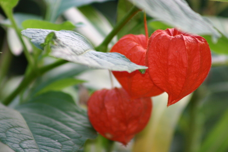 Physalis alkekengi