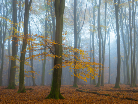 Autumn fog