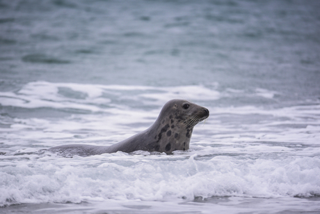 gewone zeehond