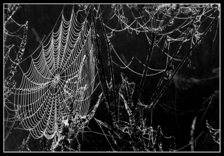A Spider's Web