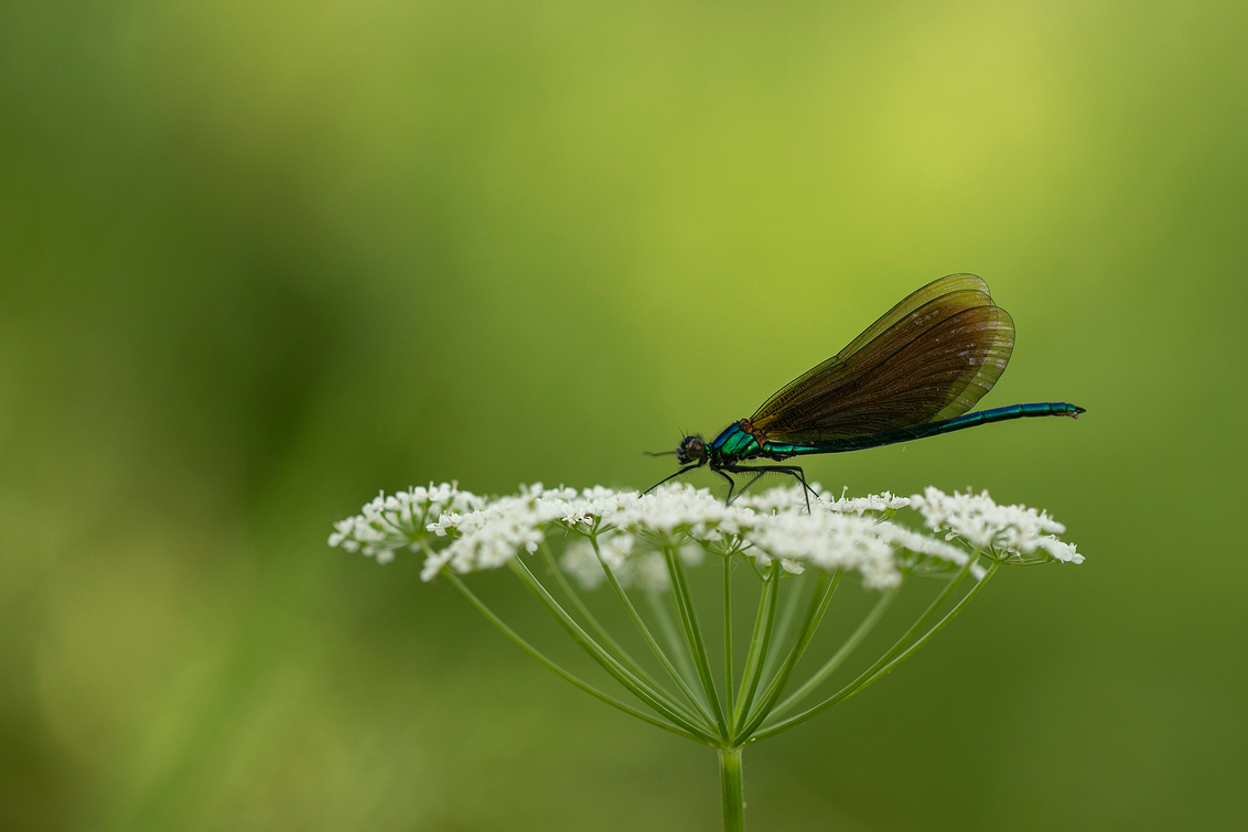 kill and attack - Voor het eerst bosbeekjuffers kunnen fotograferen en wat zijn ze prachtig.
Normaal slapen ze in bomen maar wij vonden ze tussen de weidebeekjuffers  - foto door daan-de-vos op 02-06-2019 - deze foto bevat: groen, macro, blauw, juffer, natuur, insect, fluitekruid, weidebeekjuffer, dof, bosbeekjuffer, bokeh