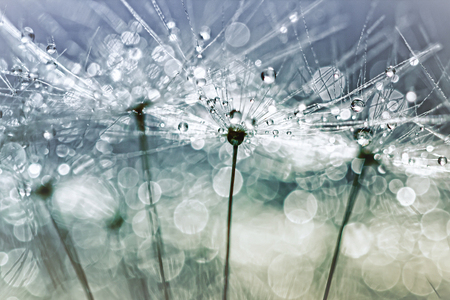 Blowball Bokeh Boogie.... (II) - I love the dynamics of this blowball.... this one was in my garden but, I have to admit, I took it in the house to make some photo's otherwise my dog - foto door bobphoto op 11-12-2013 - deze foto bevat: macro, blauw, bloem, water, soft, nature, natuur, druppel, ochtend, einde, paardebloem, paardenbloem, liefde, faded, naturel, love, dead, kunst, blue, nacht, peace, flower, dood, dauw, modern, death, morning, end, vrede, vaag, natural, bob, zacht, zaad, drop, vroeg, night, early, dandelion, pluisbol, fragile, breekbaar, blowball, dew, seed, daalder, bob daalder