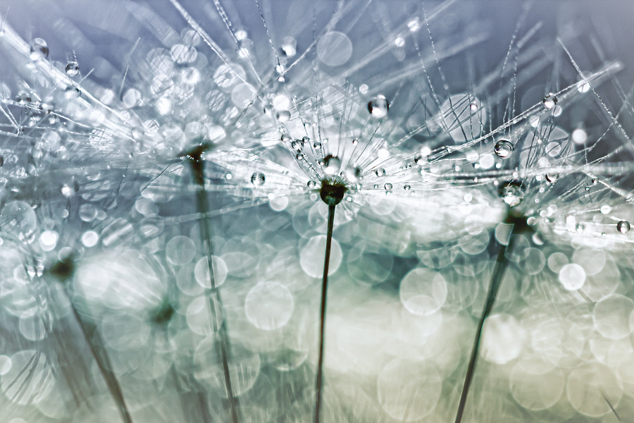 Blowball Bokeh Boogie.... (II) - I love the dynamics of this blowball.... this one was in my garden but, I have to admit, I took it in the house to make some photo's otherwise my dog - foto door bobphoto op 11-12-2013 - deze foto bevat: macro, blauw, bloem, water, soft, nature, natuur, druppel, ochtend, einde, paardebloem, paardenbloem, liefde, faded, naturel, love, dead, kunst, blue, nacht, peace, flower, dood, dauw, modern, death, morning, end, vrede, vaag, natural, bob, zacht, zaad, drop, vroeg, night, early, dandelion, pluisbol, fragile, breekbaar, blowball, dew, seed, daalder, bob daalder