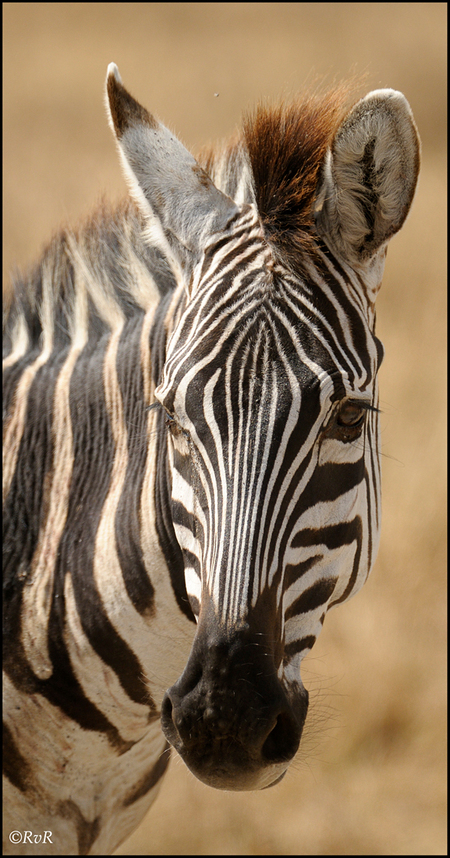 Equus quagga boehmi - De Equus quagga, ofwel de common zebra ofwel gewone of steppezebra is de algemeen voorkomende zebrasoort. De Grevy's zebra en zeker de bergzebra kome - foto door MPvanRijen op 20-01-2011 - deze foto bevat: zebra, safari, afrika, wildlife, tanzania, oost-afrika, Ngorongoro Crater, Common Zebra, gewone zebra