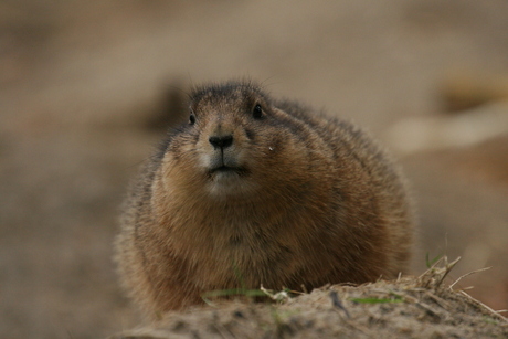 Marmot/prairiehond