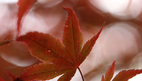 Acer palmatum