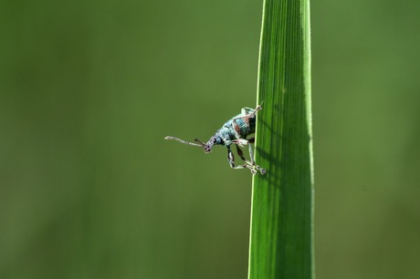 Hallo snuitje