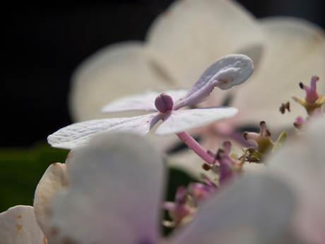 macro bloem