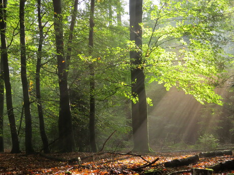 zonnestralen in herfstbos