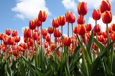 Tulpen in de bloei