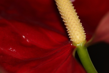 Anthurium