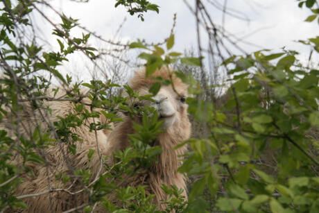 Wat ruist er door het struikgewas