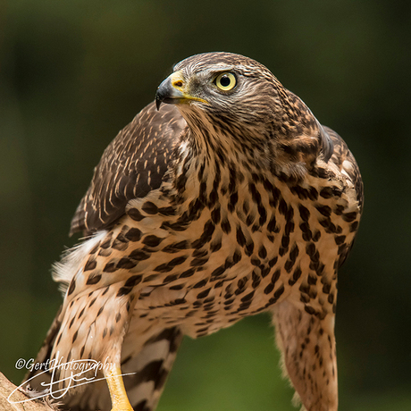 Portret van een havik