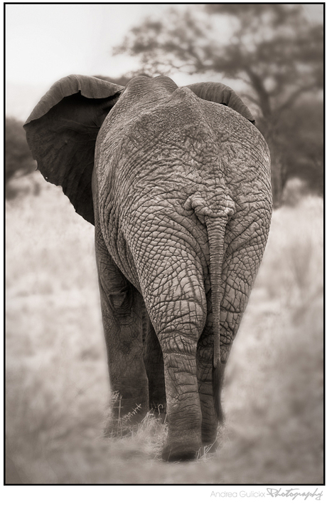 Elephant Skin