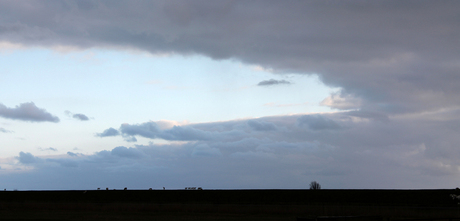 schapen op de dijk in friesland