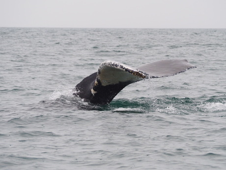 Humpback whale in the rain