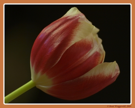 Tulp in het donker