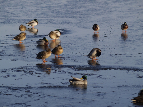 Watervogels op het ijs