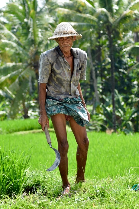 Oude man aan het werk in de rijstvelden van Bali