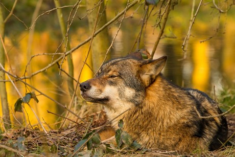 Wolf aan het water!