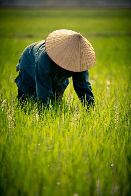 werken in de rijstvelden