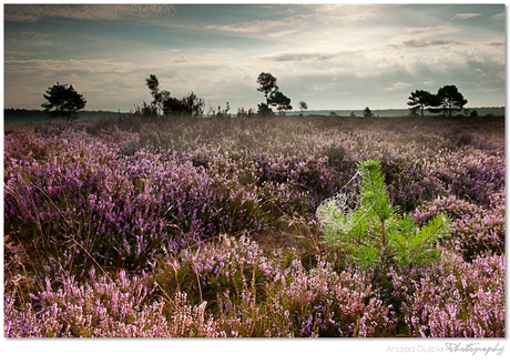 Heathland sunrise