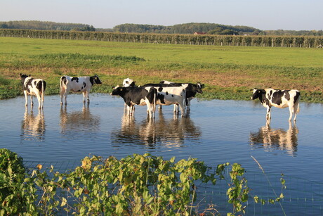 Pootje baden