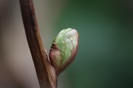 Knop van Hortensia