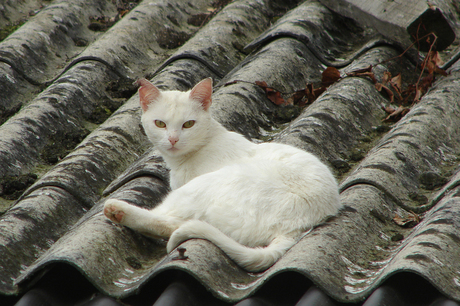 Cat on a Roof